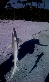 Baby Shark