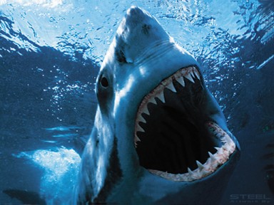 SHARK